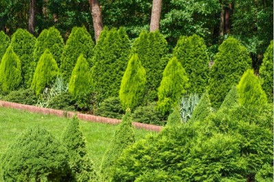 Bopon nawóz w płynie do iglaków BiOPON 1l