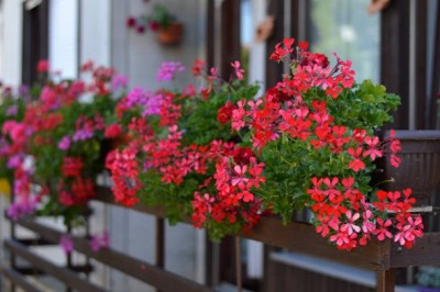 Bopon nawóz w płynie do pelargonii BiOPON 500ml