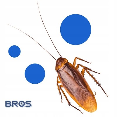 Bros Feromox Standard lep na karaluchy