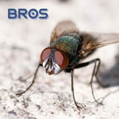 Bros 2w1 preparat na owady do śmietników spray 500ml
