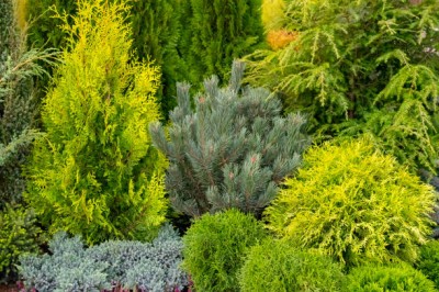 Biopon bloom! rozpuszczalny nawóz koncentrat do iglaków 200g