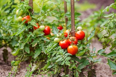 Biopon bloom! rozpuszczalny nawóz koncentrat do pomidorów 200g