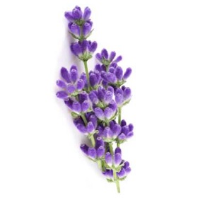 Forte+ Lawenda zapachowe worki na śmieci zawiązywane 60l / 10 sztuk