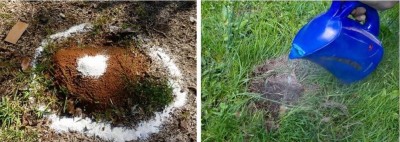 Expel proszek na mrówki w wygodnym opakowaniu 100g