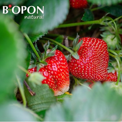 Bopon Natural nawóz 100% organiczny do truskawek BiOPON 1kg