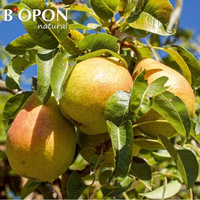 Bopon Natural nawóz 100% ograniczny do drzew i krzewów owcowych BiOPON 1kg