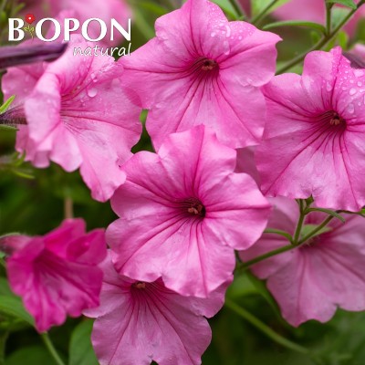Bopon Biohumus wieloskładnikowy płynny nawóz organiczno mineralny do pelargonii i roślin balkonowych BiOPON 500ml