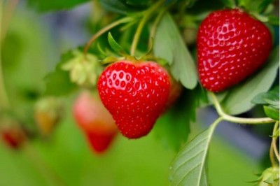 Bopon nawóz granulowany do truskawek i poziomek BiOPON 3kg
