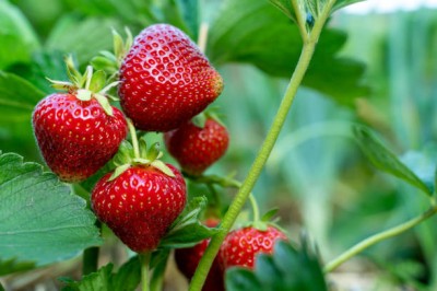 Bopon nawóz granulowany do truskawek i poziomek BiOPON 3kg