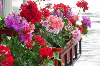 Bopon granulowany nawóz do pelargonii i innych roślin balkonowych BiOPON 500g