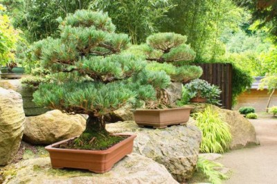 Bopon nawóz w płynie do bonsai BiOPON 500ml
