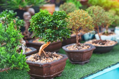 Bopon nawóz w płynie do bonsai BiOPON 500ml