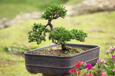Bopon nawóz w płynie do bonsai BiOPON 500ml