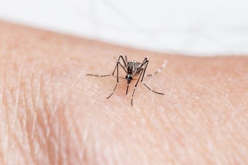 5 najlepszych sposobów na komary